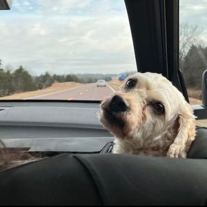 Meet your Posher, Grace